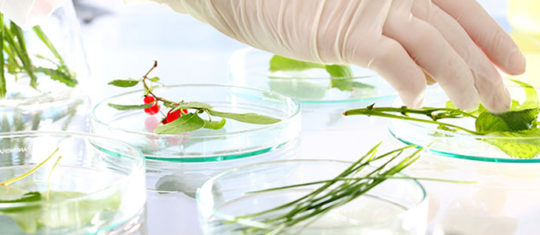 Traitement naturel phytothérapie