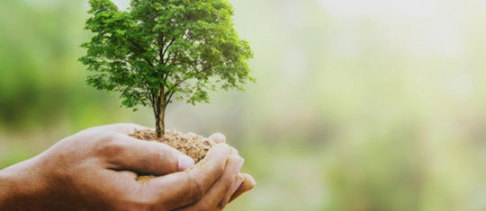 La signification de l'arbre de vie