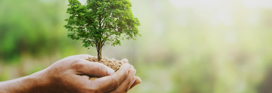 La signification de l'arbre de vie