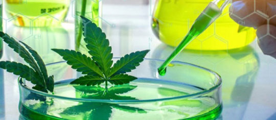 Cannabis thérapeutique